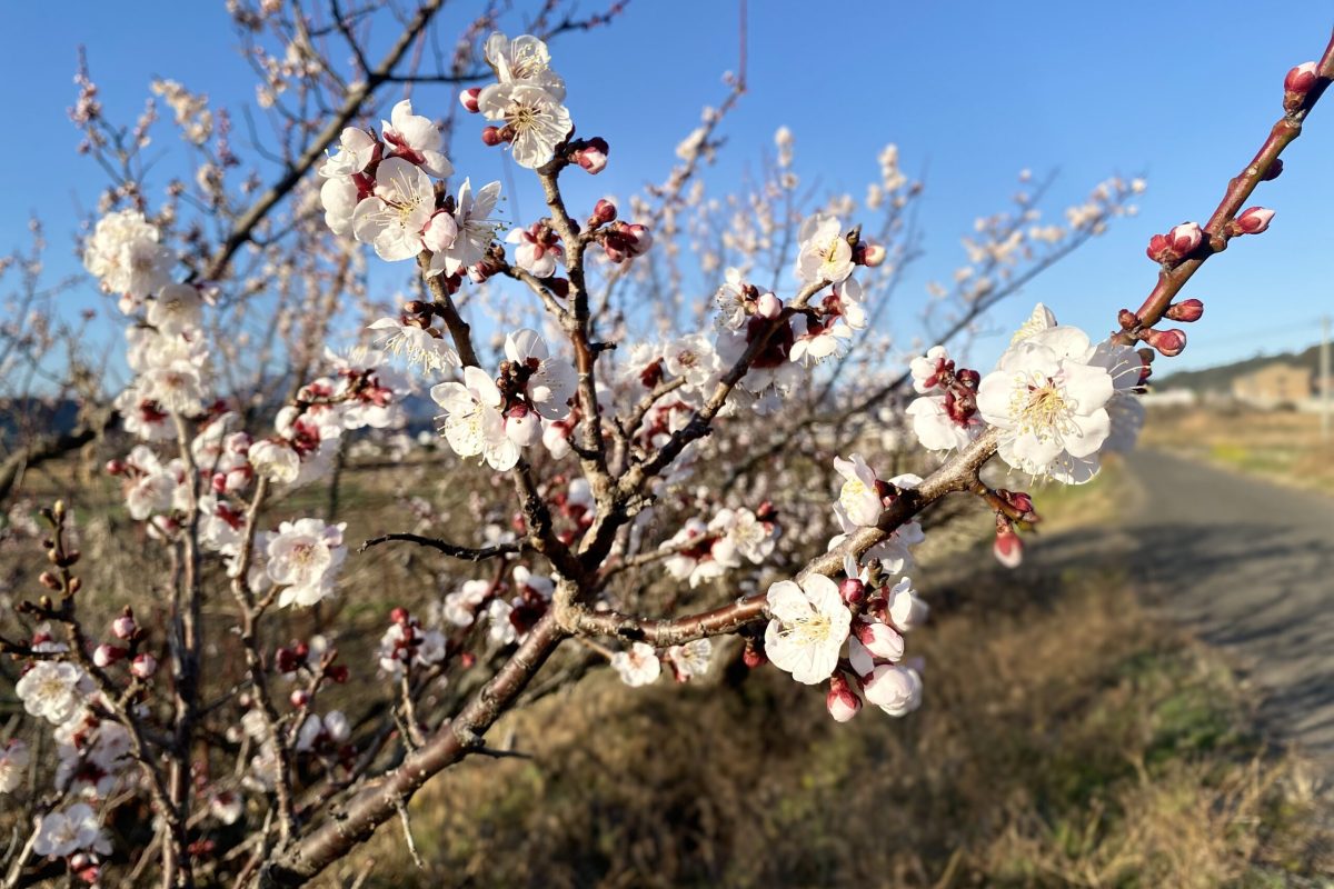 大分　開花　桜　梅　川津桜　